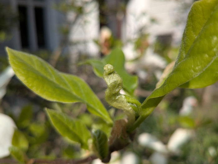 Beim Pixel 9a hingegen können wir bis zu 5 cm an das Motiv herangehen. (Bild: Tobias Költzsch/Golem.de)